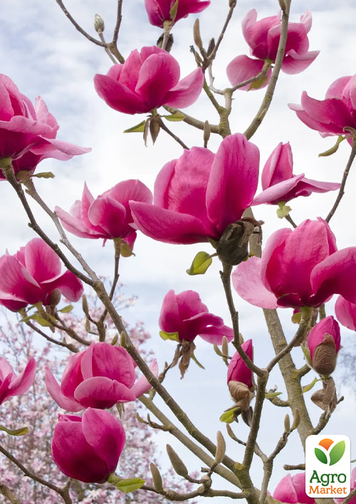 Магнолия 2-х летняя крупноцветковая "Felix Jury" (высота 15-20см) - фото 2