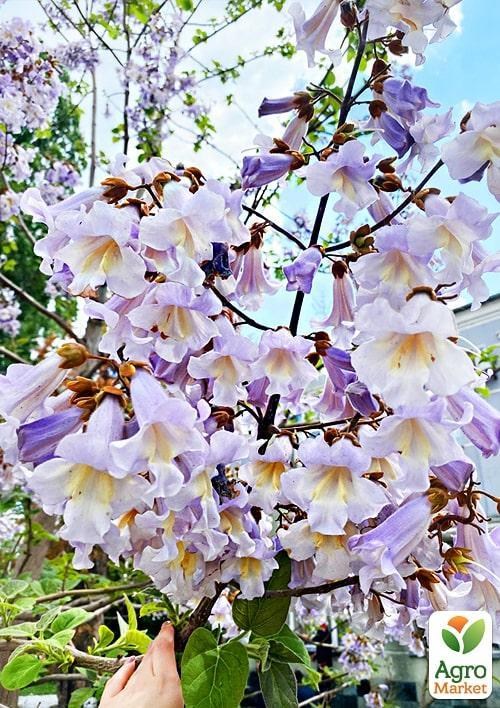 Павловния лиловоцветущая "Райский уголок" вазон Р9