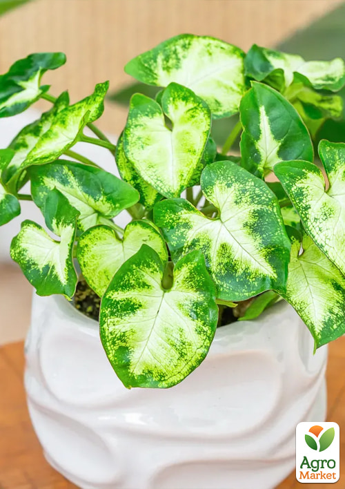 Сингоніум "Pixie" висота 20-30см - фото 5