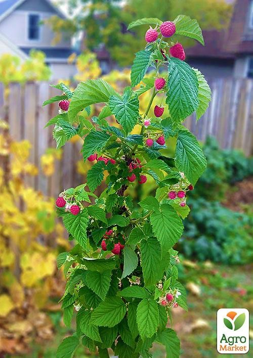 Малиновое дерево "Сказка"
