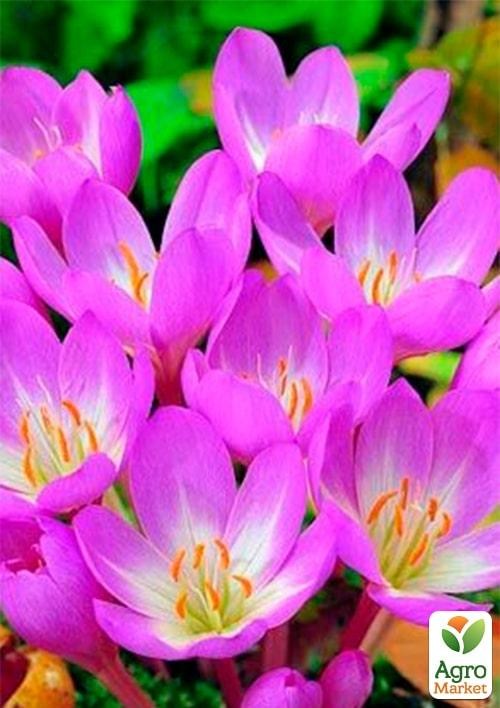 Колхикум "Giant" 1шт в упаковке