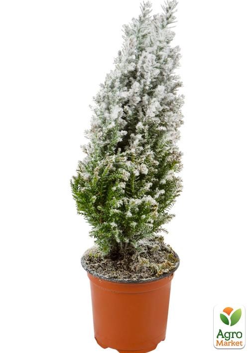 Хвоя Новорічна "Christmas Cypress" (Різдвяний кипарис) (висота 30см) - фото 2