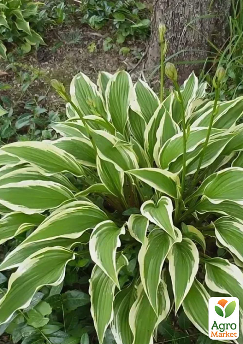 Хоста гібридна "Bobcat" С1.5