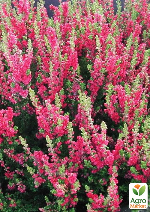 Вереск обыкновенный "Dark Beauty" - фото 6