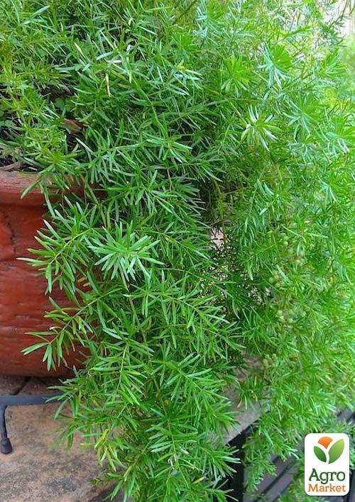 Аспарагус (Asparagus Densiflorus) - фото 6