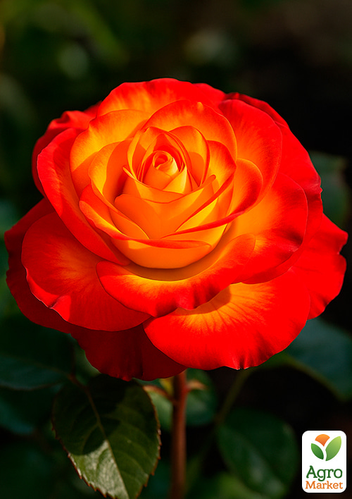 Роза чайно-гибридная "Высшее общество" (саженец класса АА+) высший сорт