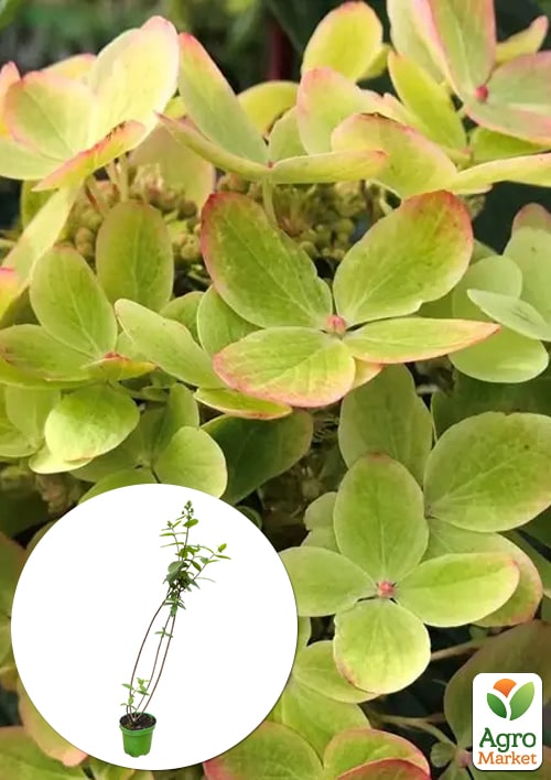 Гортензія 3-х річна волотиста "Pastel Green"