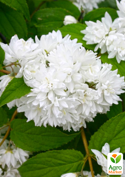 Дейция шершавая "Candidissima"  - фото 3