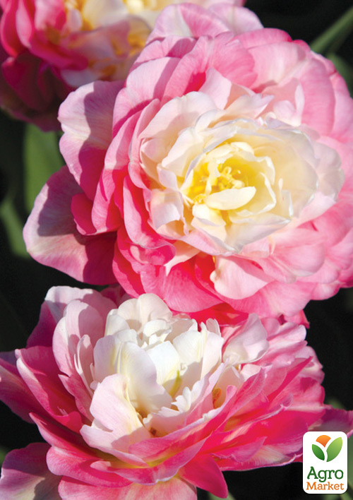 Тюльпан "Double Sugar"