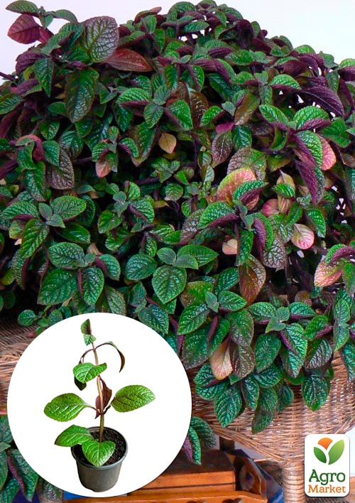 Плектрантус реснитчатый "Nico" (ампельный)