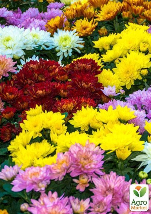 Хризантема "Безумная радуга" (Chrysanthemum indi. Gemend 5 Clr.)  дм 23 см выс. 25 см