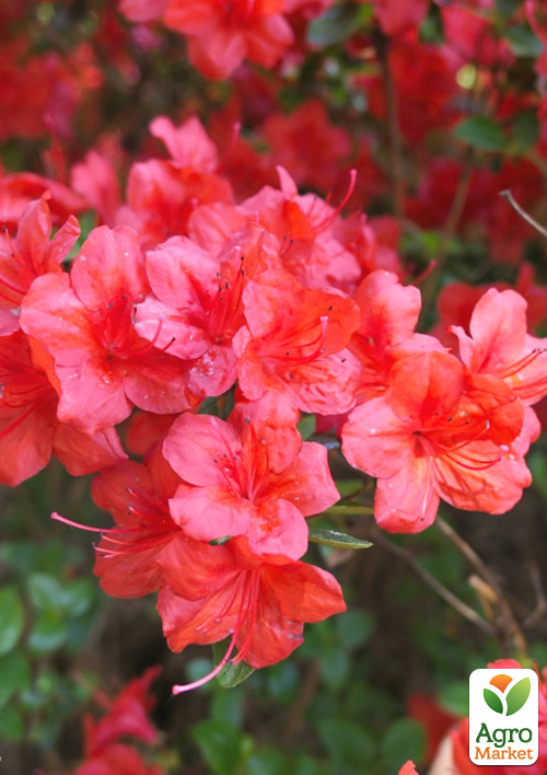 Азалія Японська «Stewartstonian»