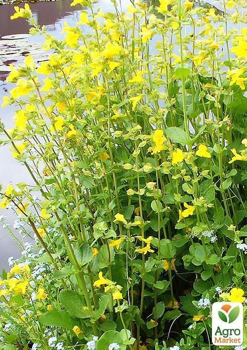 Губастик желтый - фото 4