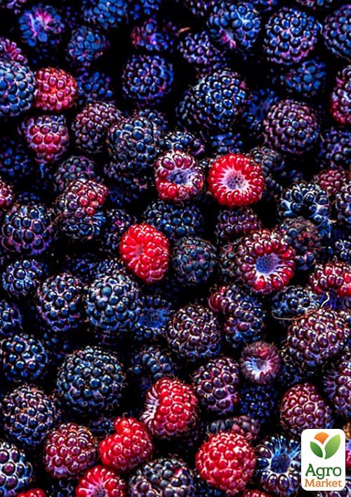 Черная малина "Кумберленд" (Cumberland) (среднего срока созревания) - фото 2