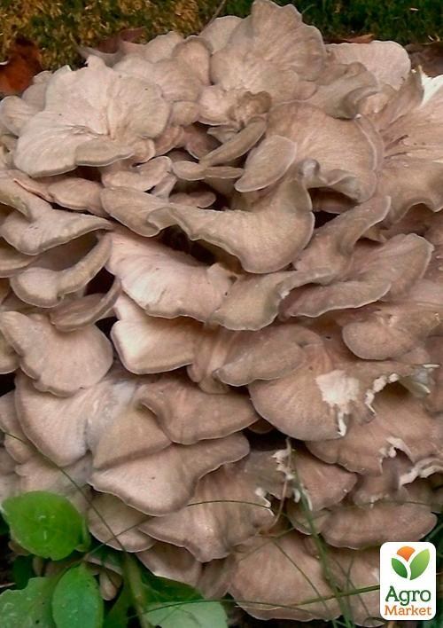 Міцелій на дубових брусочках "Мейтаке" 10шт