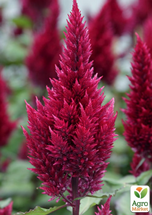 Целозия серебристая Sunday "Wine Red" - фото 3