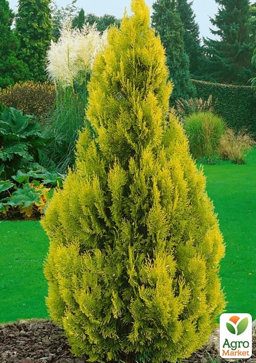 Туя западная "Golden Smaragd", С12 высота 70-80см