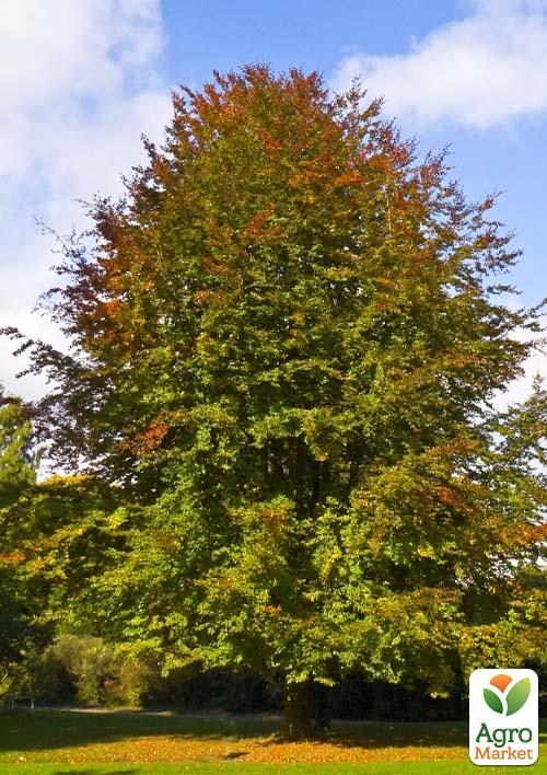 Бук европейский (Fagus sylvatica) высота 25-35см - фото 3