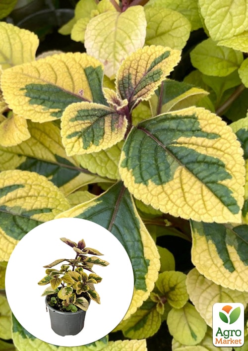 Плектрантус ампельний "Golden Beauty"