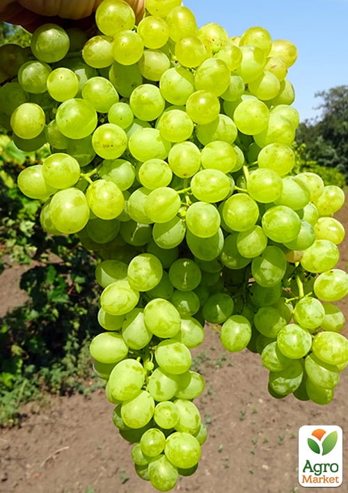 Виноград "Коктейль" (кишміш раннього терміну дозрівання)