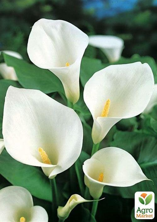 Калла "Caddes" 1шт в упаковке