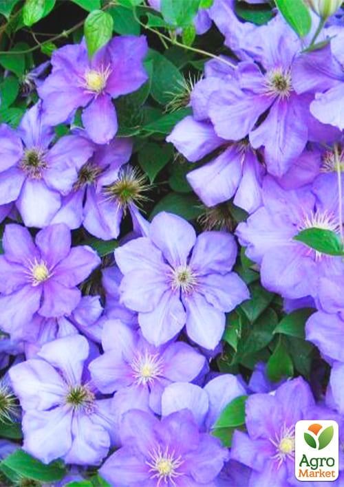 Клематис 3-х летний "General Sikorski" С2 - фото 5