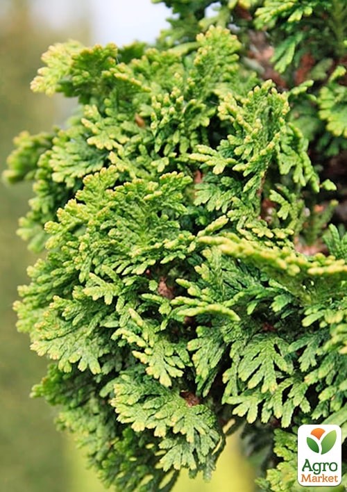 Туя западная "Spiralis Mini" С3, высота 30-40см - фото 4