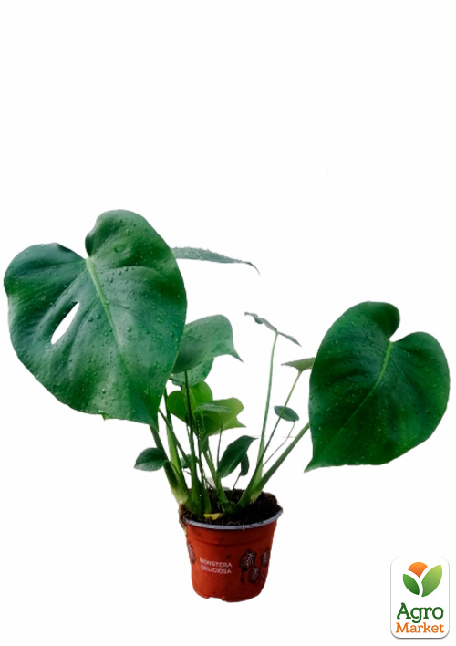 Монстера "Deliciosa" (45-60см) - фото 5