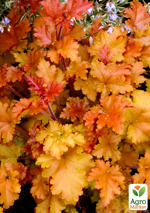 Гейхера (Heuchera) "Marmalade" С1 (высота 15-30см) - фото 5