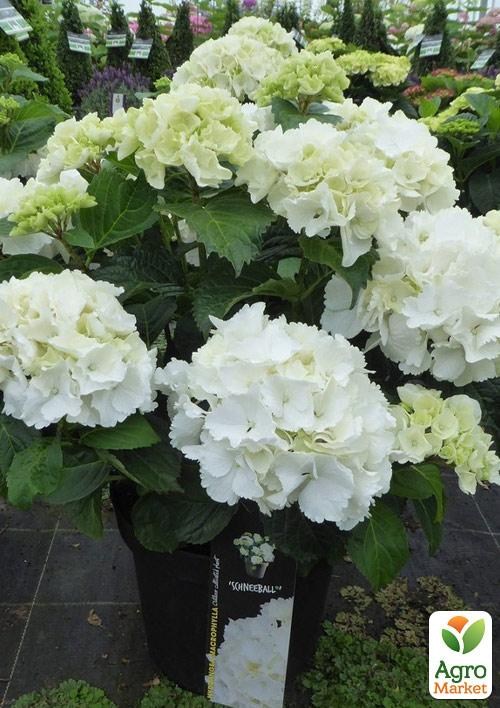 Гортензия крупнолистная 3-х летняя "Schneeball" - фото 5