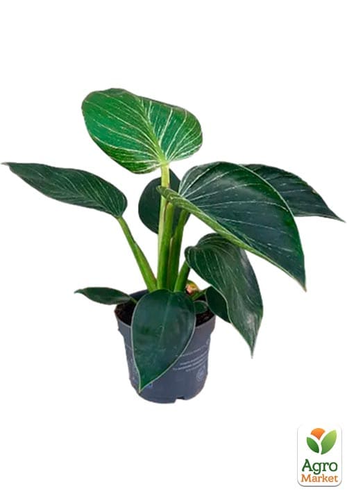 LMTD Філодендрон "White Wave" висота 30-40см - фото 5
