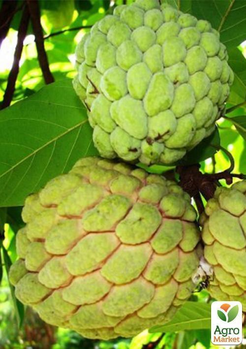 Кремовое яблоко (аннона чешуйчатая)