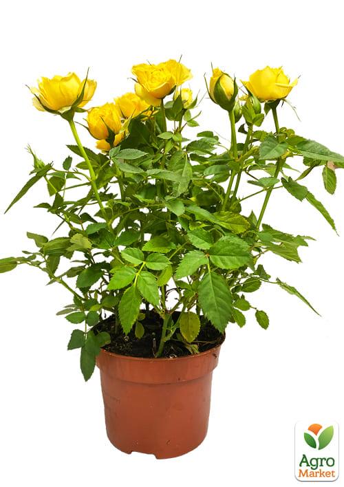 Роза Мініатюрна (кімнатна) "Baby Golden Star" (Нідерланди) - фото 5