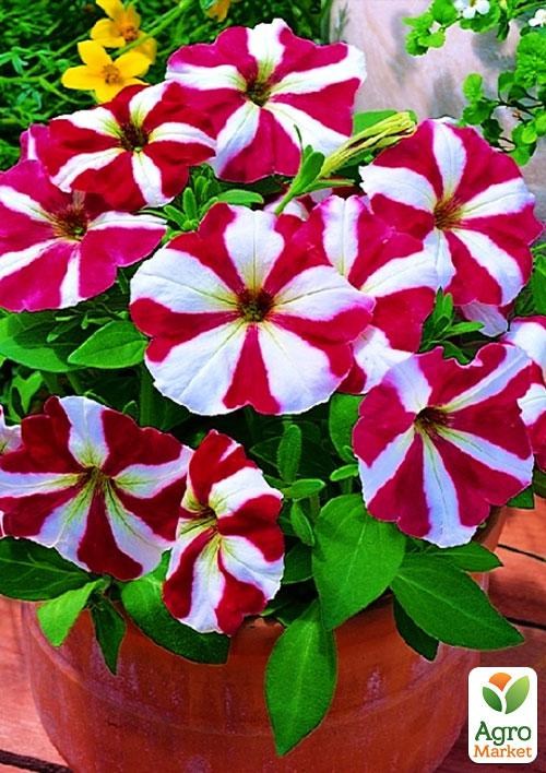 Петунія "Унікум" суміш (у банці) ТМ "Весна Органік" 2,5г