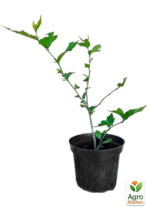 Гибискус сирийский "White Chiffon" С1,5 высота 35-45 см - фото 3