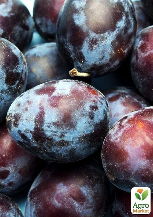 Эксклюзив! Слива красно-бурая "Страсть" (Passion) (премиальный высокоурожайный сорт) - фото 6