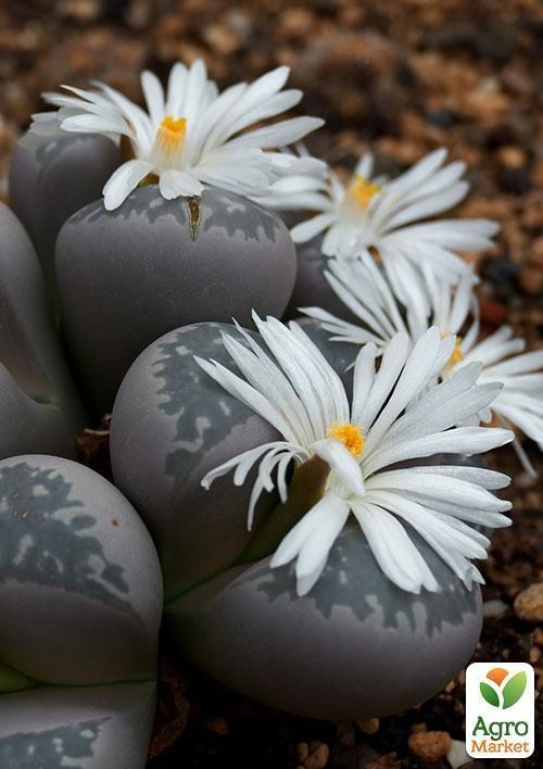 Літопс суміш "Зайчики" ТМ "Vesna Exclusive" 30шт - фото 4