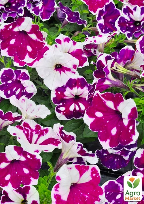 Петуния Alpetunia "Purple White Sky" 