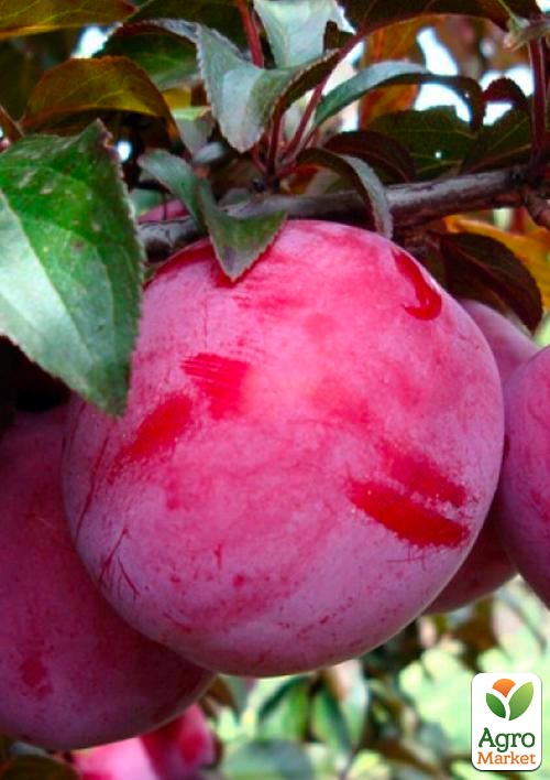 Слива "Голливуд" (летний сорт, средний срок созревания)