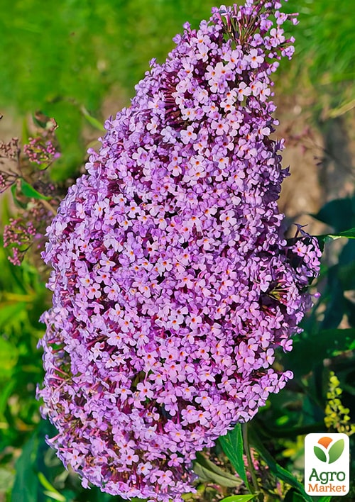 Буддлея "Gulliver"