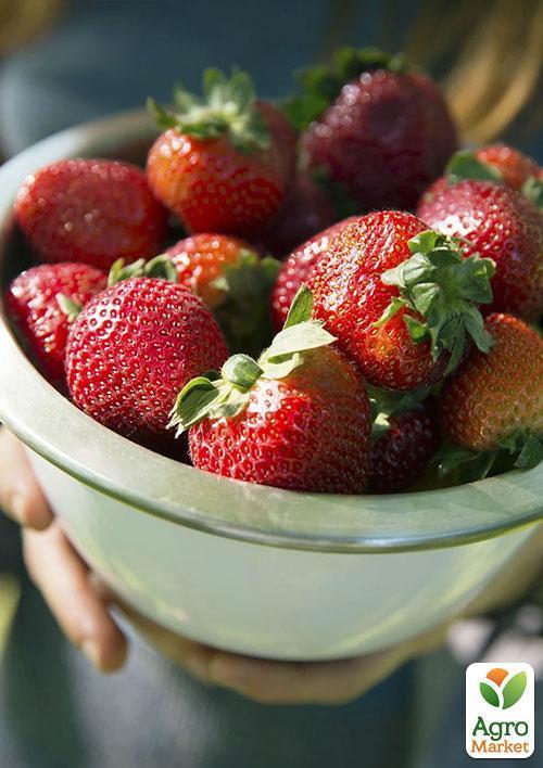 Полуниця "Маршал" (Marshal) (середній термін дозрівання, сорт стійкий до багатьох хвороб) - фото 7