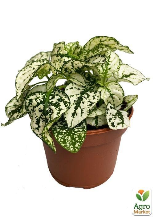 Гипоэстес "Confetti White" - фото 2