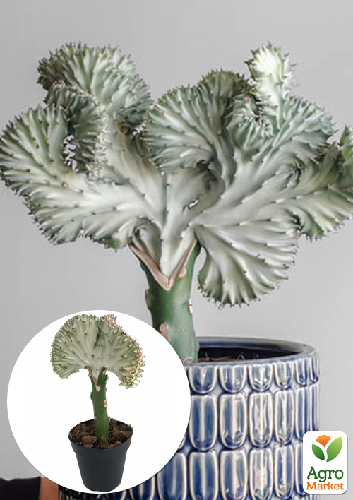 LMTD Еуфорбія Lactea Cristata "Silver" (сукулент)