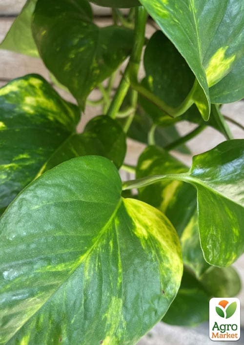 Эпипремнум "Pinnatum" 20-30см - фото 7