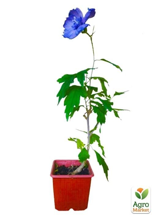 Гибискус сирийский "Blue Chiffon" С2, высота 20-40 см - фото 2