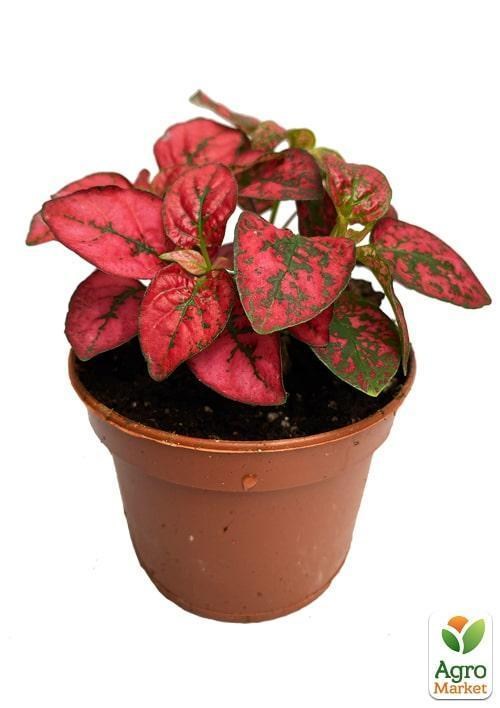 Гипоэстес "Confetti Red" - фото 2