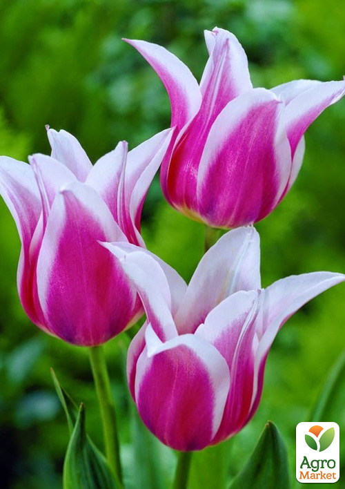 Тюльпан "Claudia" (лілієцвітний)