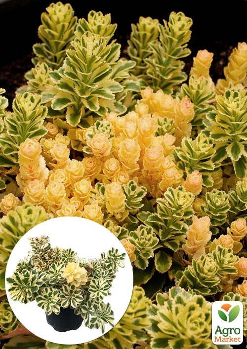 Седум такесимский "Atlantis" (вазон Ø17)