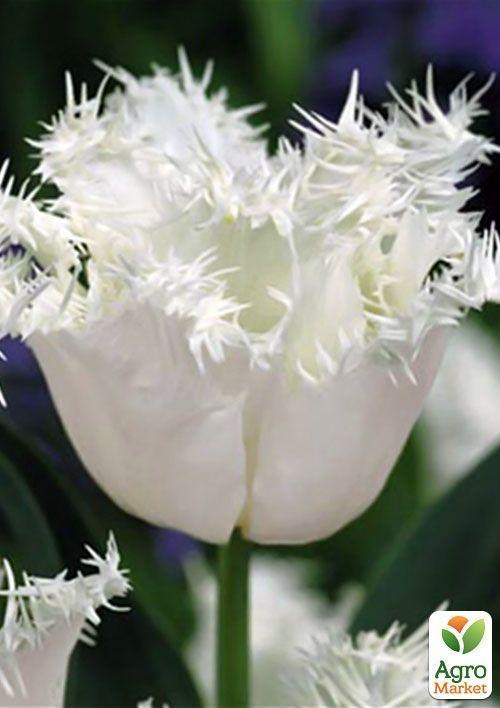 Тюльпан "Swan Wings" 3шт в упаковке