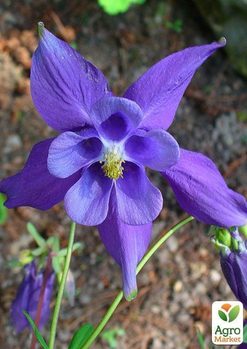 Аквілегія "Alpina" 1шт в упаковці